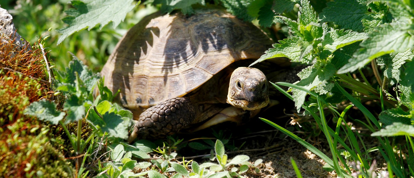 Vierzehenschildkröte - Testudo horsfildii
