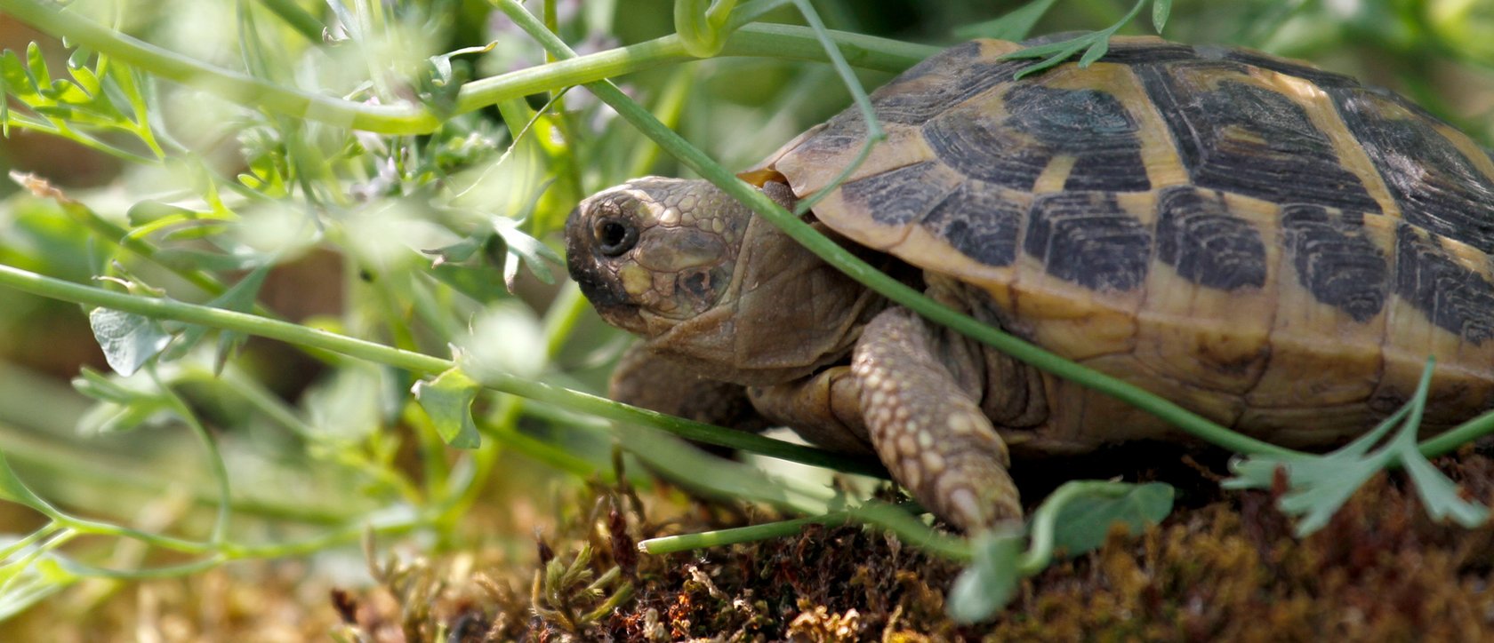 Griechische Landschildkröte - Testudo hermanni