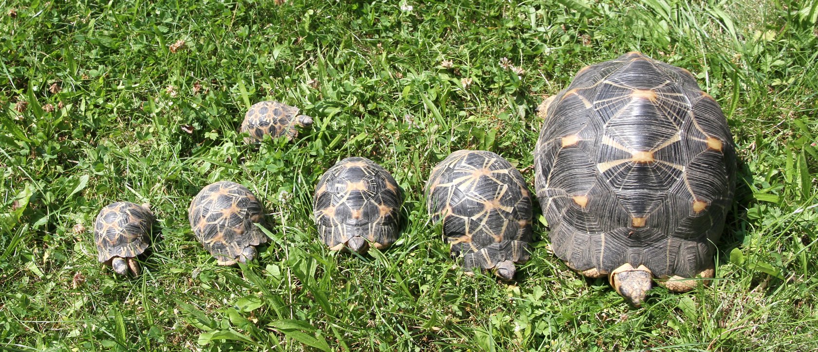 Strahlenschildkröte, mehrere Jahrgänge