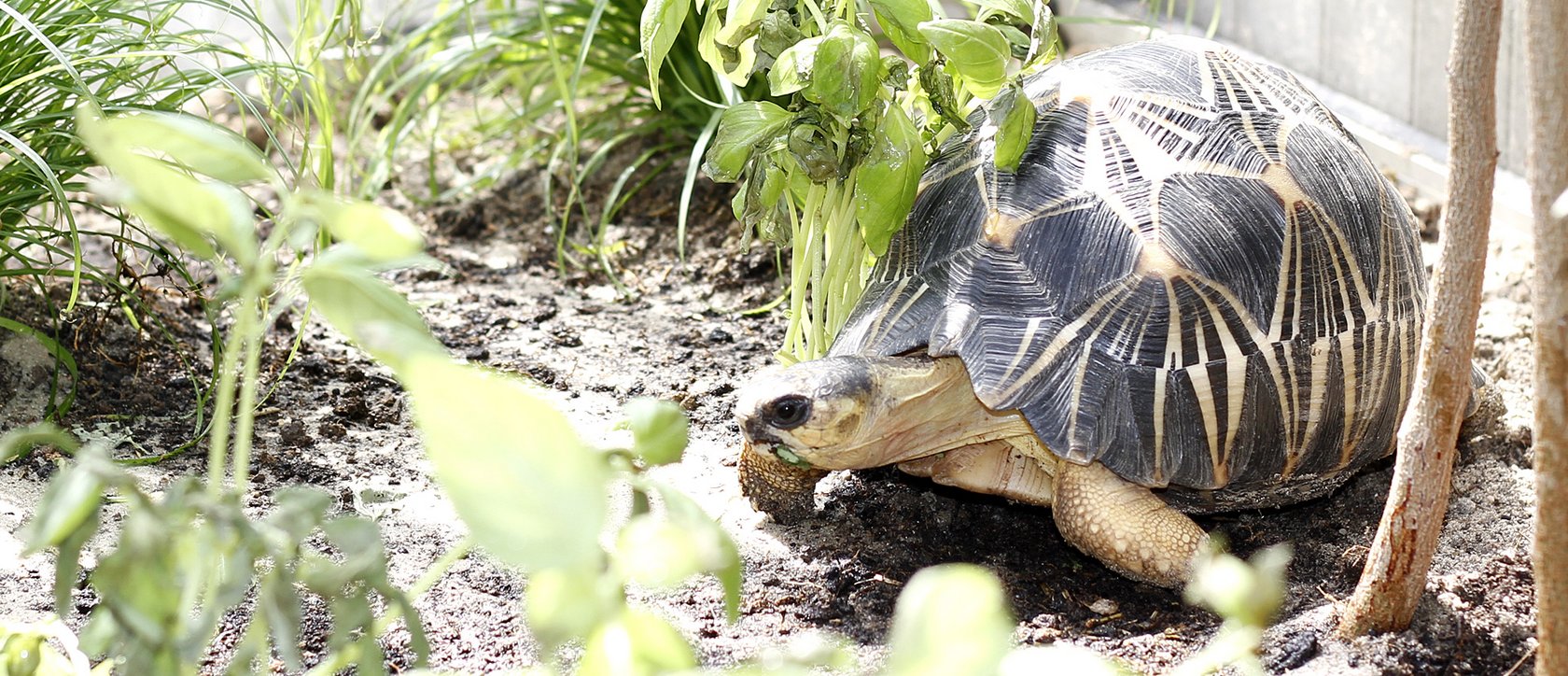 Strahlenschildkröte - Astrochelys radiata