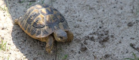 Griechische Landschildkröte auf Erkundungstour