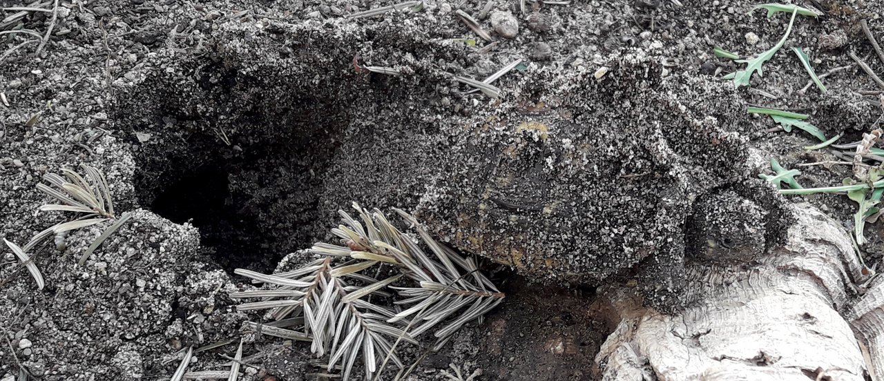 Schildkröte erwacht aus der Winterstarre"