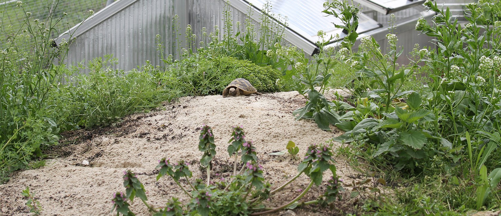 Freilandgehege üfr Landschildkröten