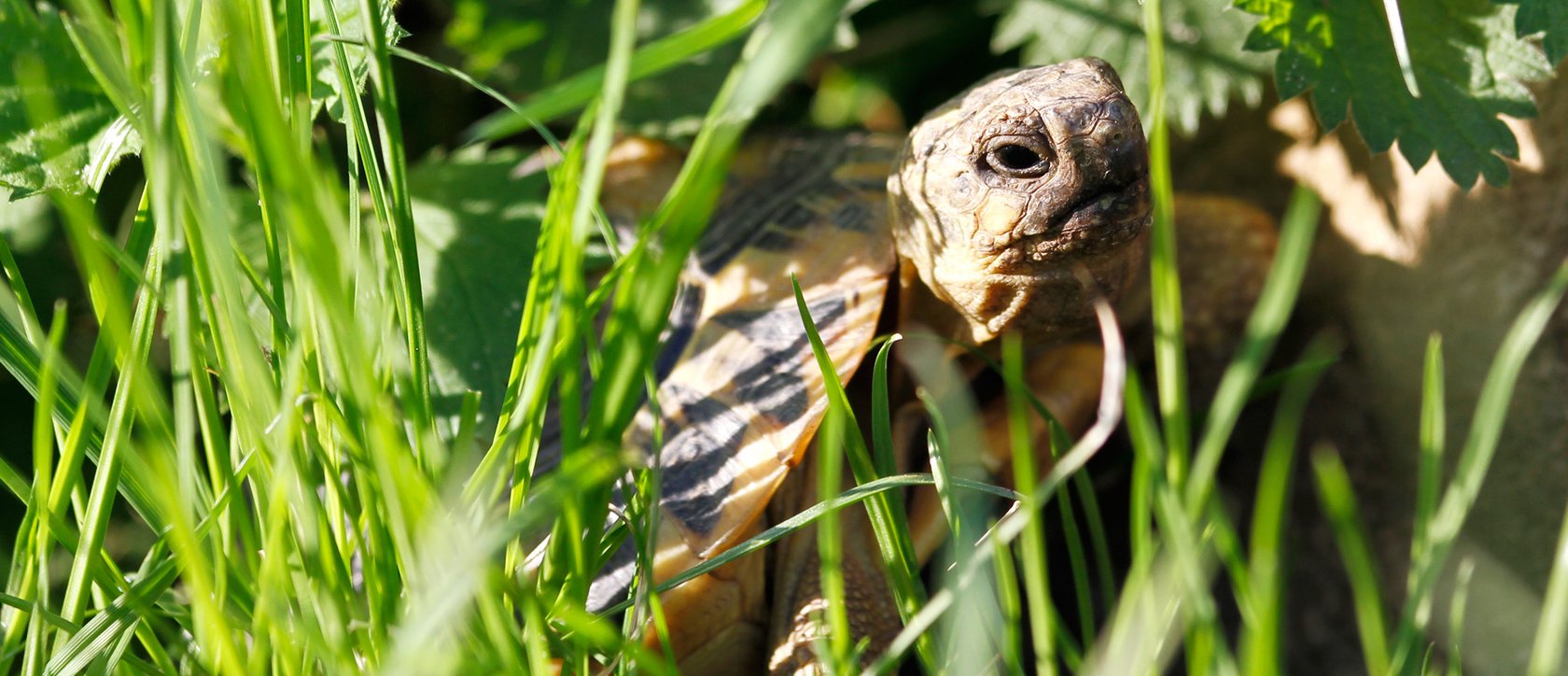 Schildkröte im hohen Gras