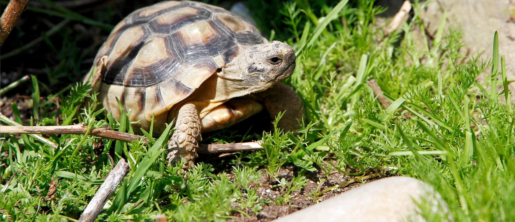 Breitrandschildkröte - Testudo marginata