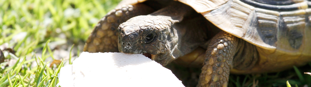 Griechische Landschildkröte frisst Sepia